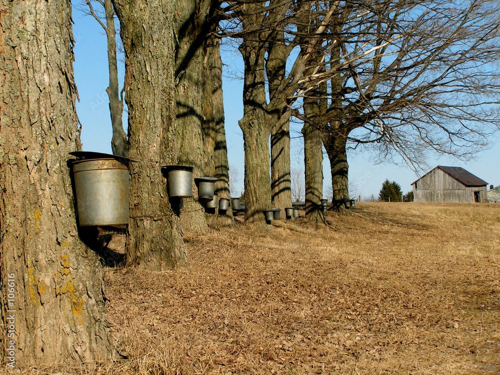 Wall mural maple trees with buckets