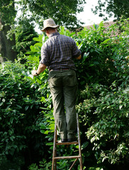 gardener on ladder