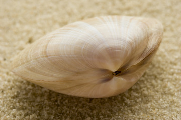 seashell on sand