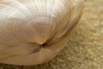 macro of a seashell on sand.