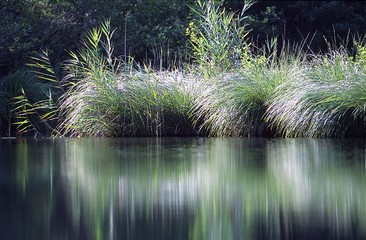 herbes