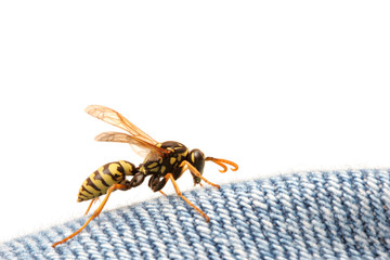 wasp on blue jeans