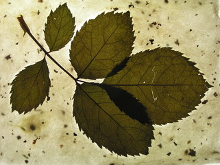 handmade paper with nature materials
