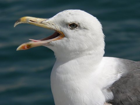 panting seagull