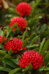 waratah flowers