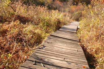 Obraz premium wilderness ramp 183