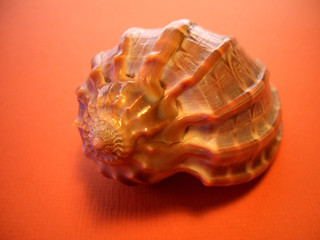 orange shell