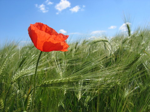 mohn und wolken