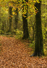 woodland path in autumn