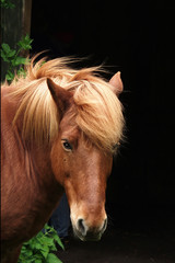 horse
