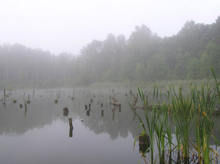 swamp