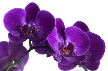 Poster Orchidée orchidée