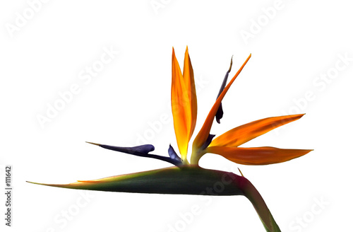 Strelitzia Oiseau Du Paradis Stock Photo And Royalty Free