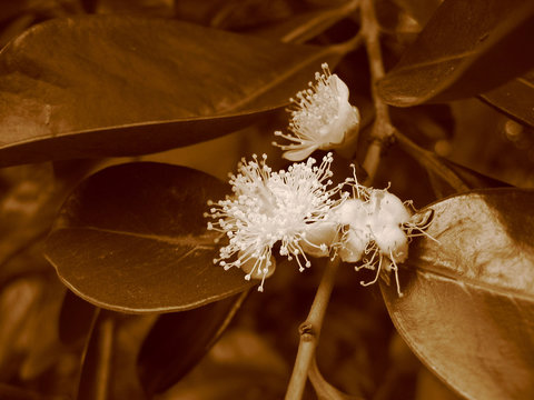fleures de goyave