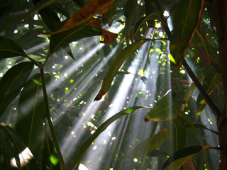 rayons de lumière dans feuillage