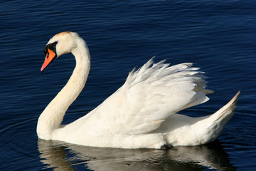 the grace of the swan