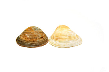 Fototapeta na wymiar seashells side by side