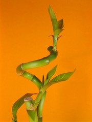 lucky bamboo