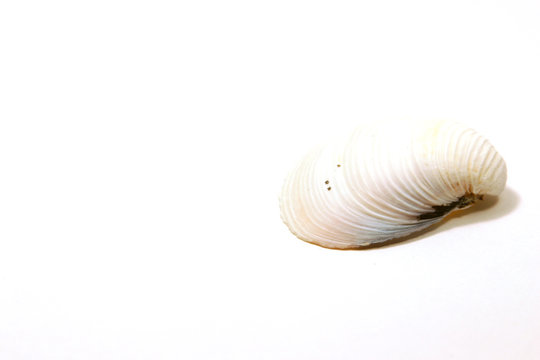 the seashell