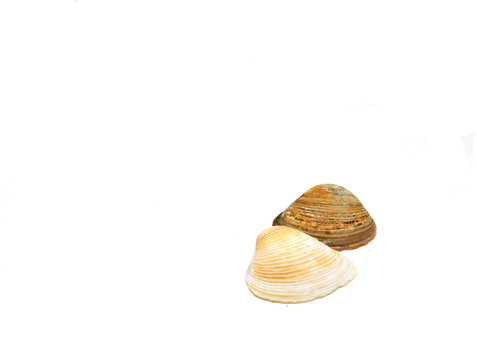seashells side by side