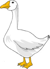 white goose © Dennis Cox