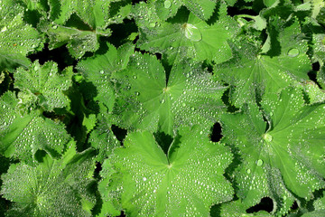 the herb, ladies mantle