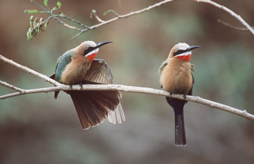 bee-eater