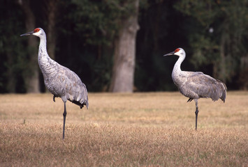 Fototapeta premium sandhill cranes