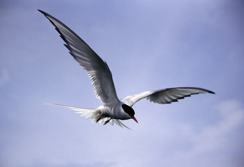 Fototapeta premium tern