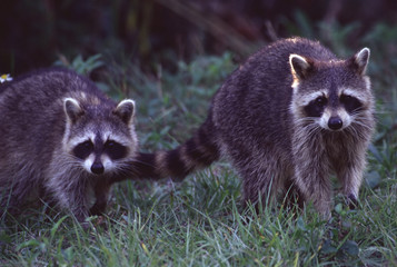 racoon © Impala