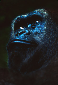 Gorilla