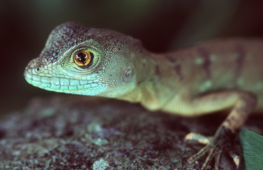 basilisk