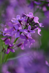 Obraz premium flowers