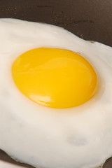 egg 534