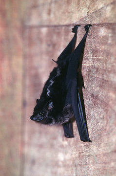 sack-winged bat