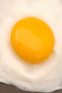 egg 521