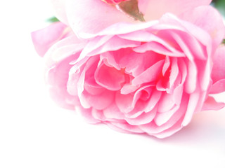 rose rose simple