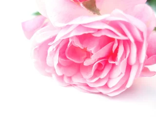 Crédence de cuisine en verre imprimé Macro rose rose simple
