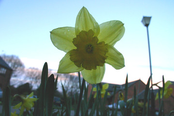 evening dafodil