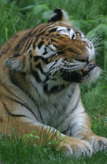 Fototapeta premium siberian tiger