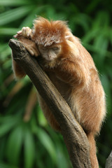 Fototapeta premium langur