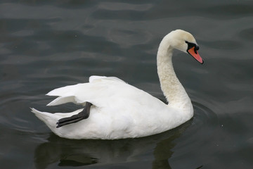 swimming swan