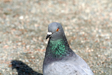 pigeon