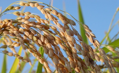rice field detail