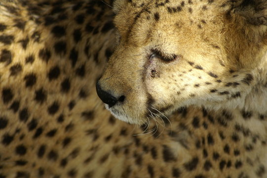 regard du guepard
