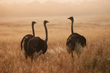 Fotobehang drie struisvogels © Sean Nel