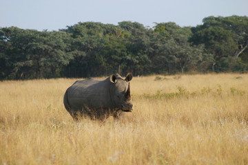 waiting rhino