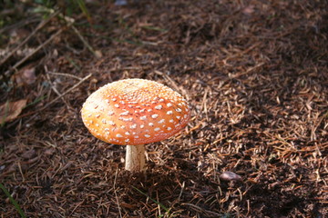 chapeau de champignon