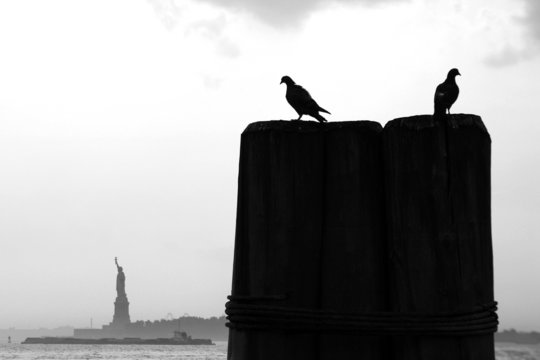 v&ouml;gel mit freiheitsstatue