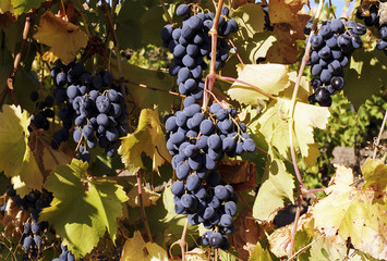 Naklejka premium vineyard
